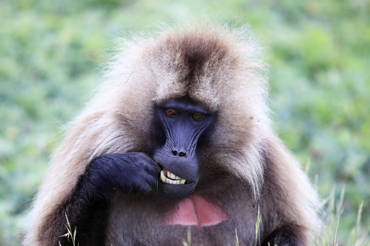 Baboon